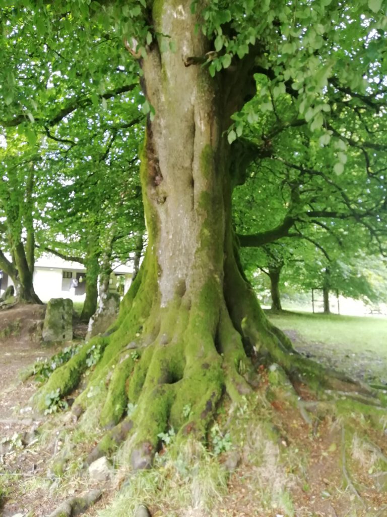 Devon Beech Tree